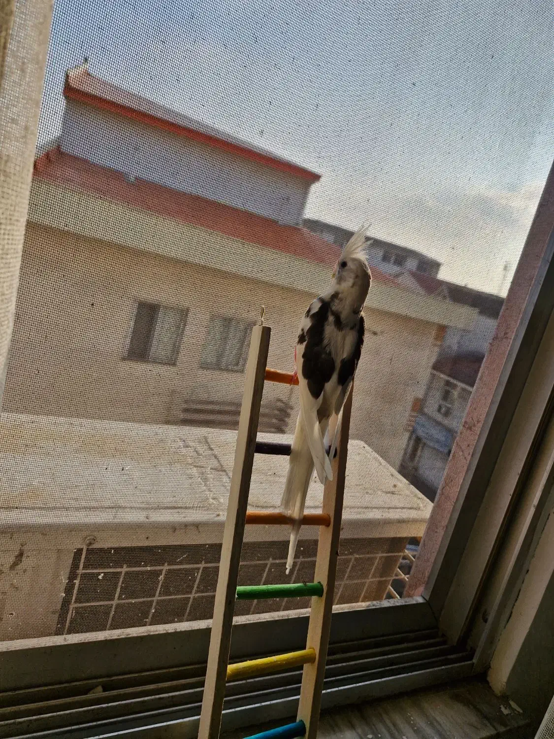 عروس وایت فیس نر ۳ ماه و نیم|پرنده|رشت, سعدی (تختی)|دیوار