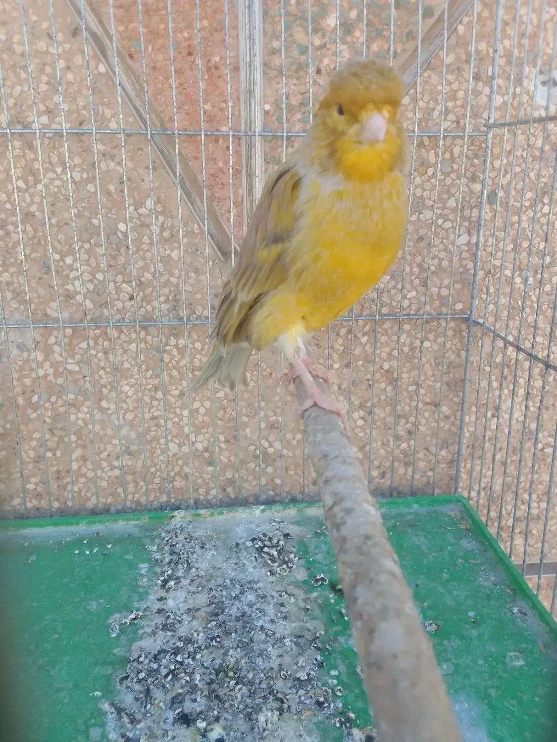 قناری دهن زن|پرنده|شیراز, کوشک میدان|دیوار