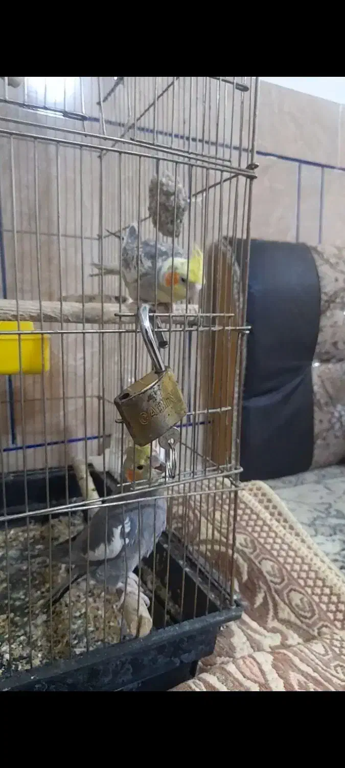 یه جفت عروس با قفس بزرگ|پرنده|دره شهر, |دیوار