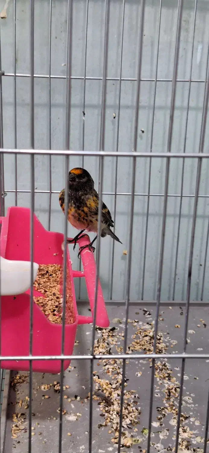 سهره گلبسر|پرنده|اهواز, کوی رمضان|دیوار