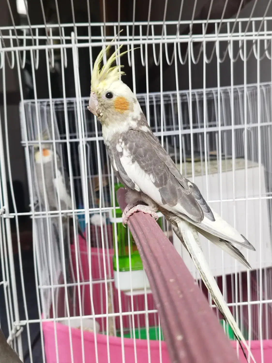 عروس هلندی|پرنده|بافت, |دیوار