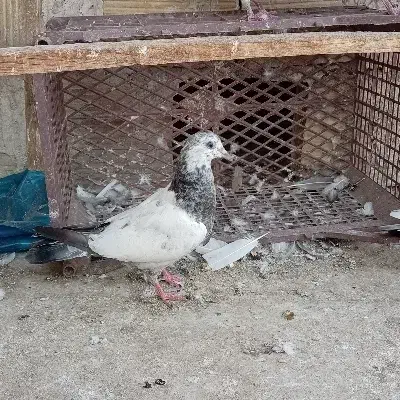 کبوتر پرشی|پرنده|نسیم‌شهر, |دیوار