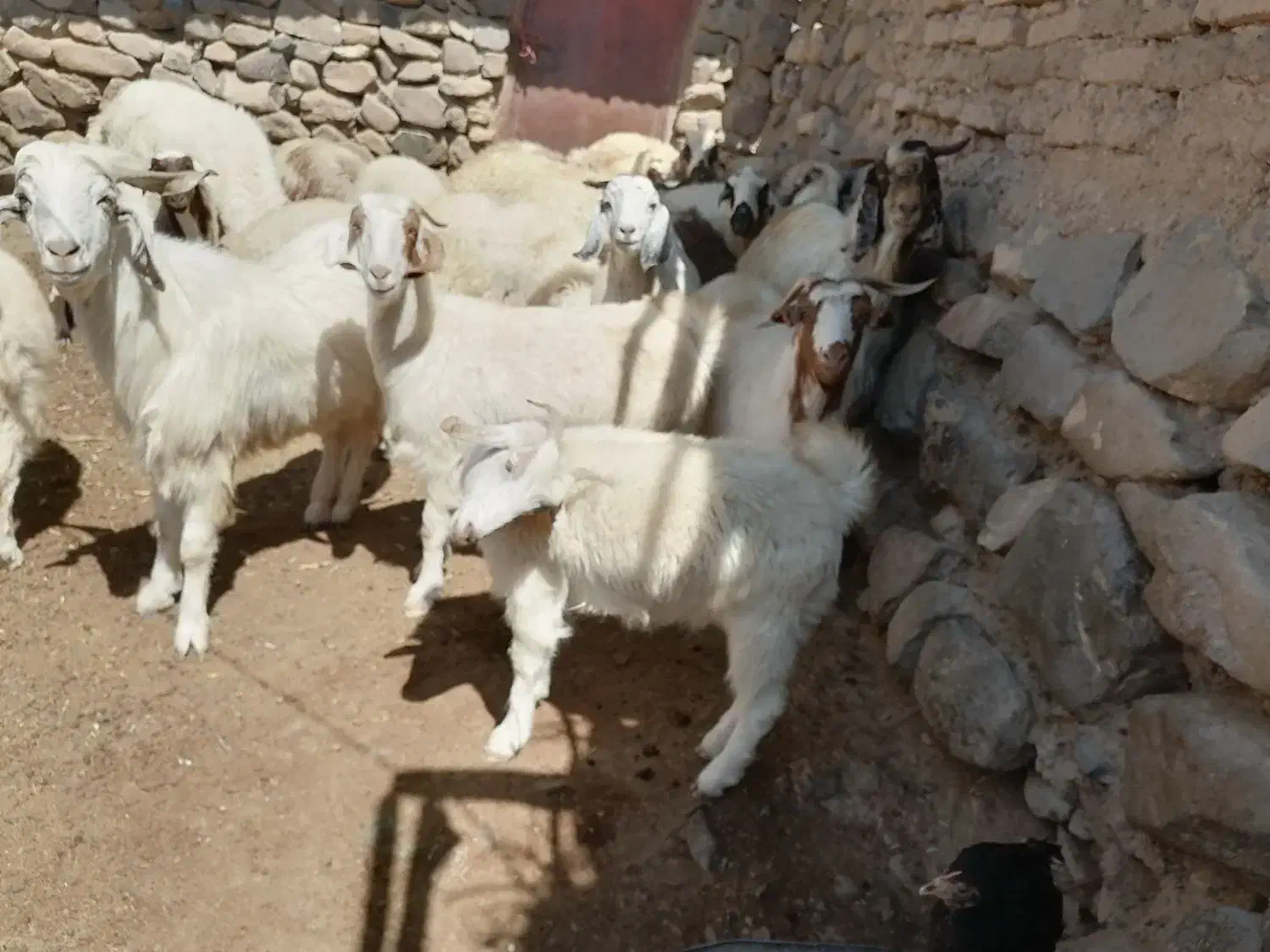 بز دورگ پاکستانی شیری|حیوانات مزرعه|بافت, |دیوار