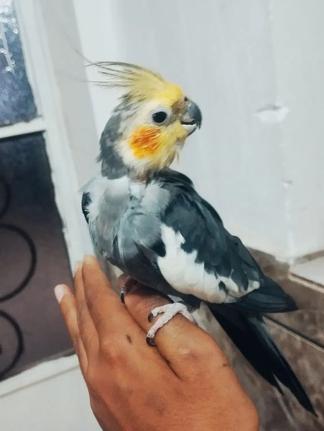 جفت عروس هلندی شرط مولد نر دستی ۳تا تخم هم دارن|پرنده|شوش, |دیوار