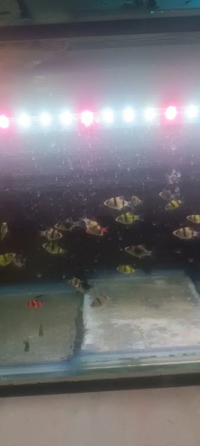 ماهی زینتی|ماهی|تربت جام, المهدی|دیوار