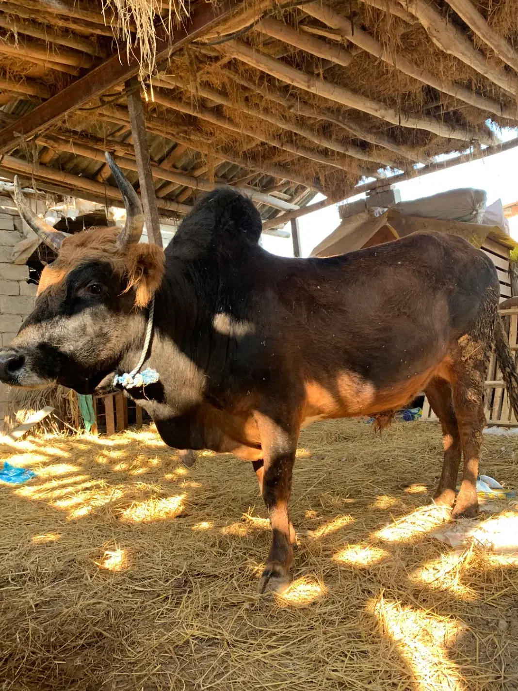 گوساله گاو نر سرشاخی|حیوانات مزرعه|گتاب, |دیوار