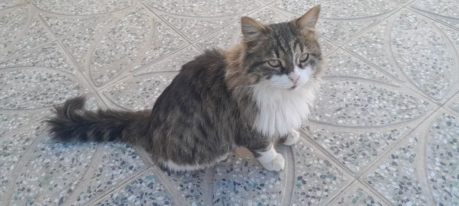 گربه خونگی بفروش میرسد|گربه|زرند, |دیوار