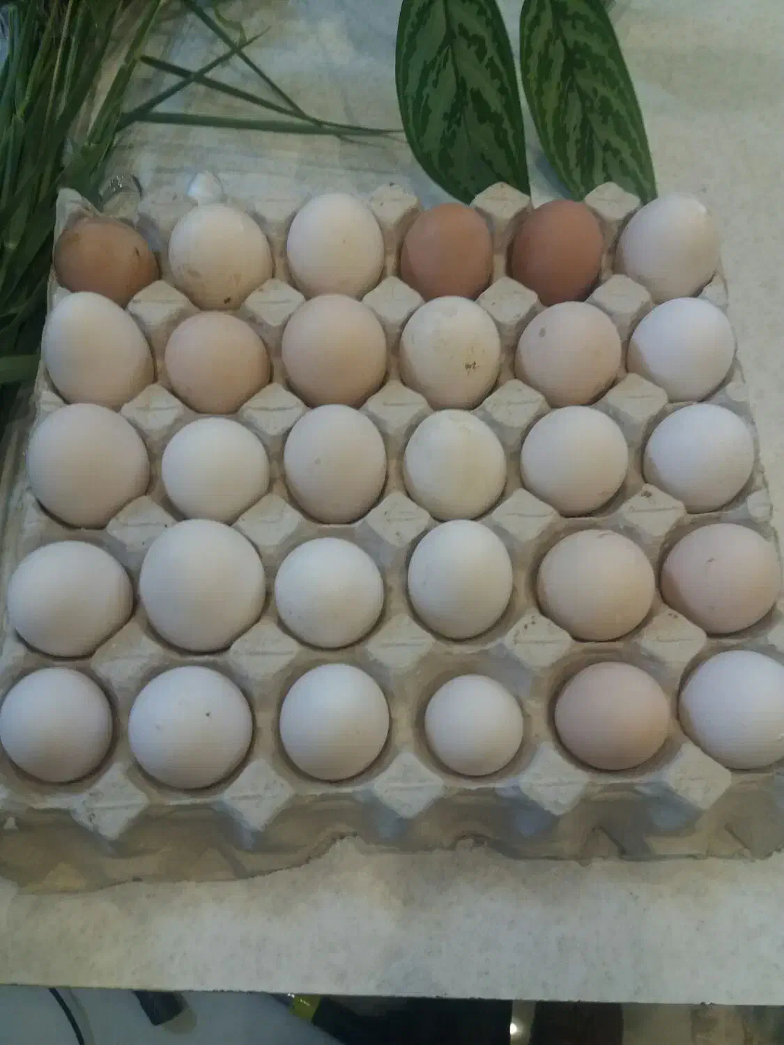 تخم مرغ نطفه دار گلین|حیوانات مزرعه|قم, بیانی|دیوار