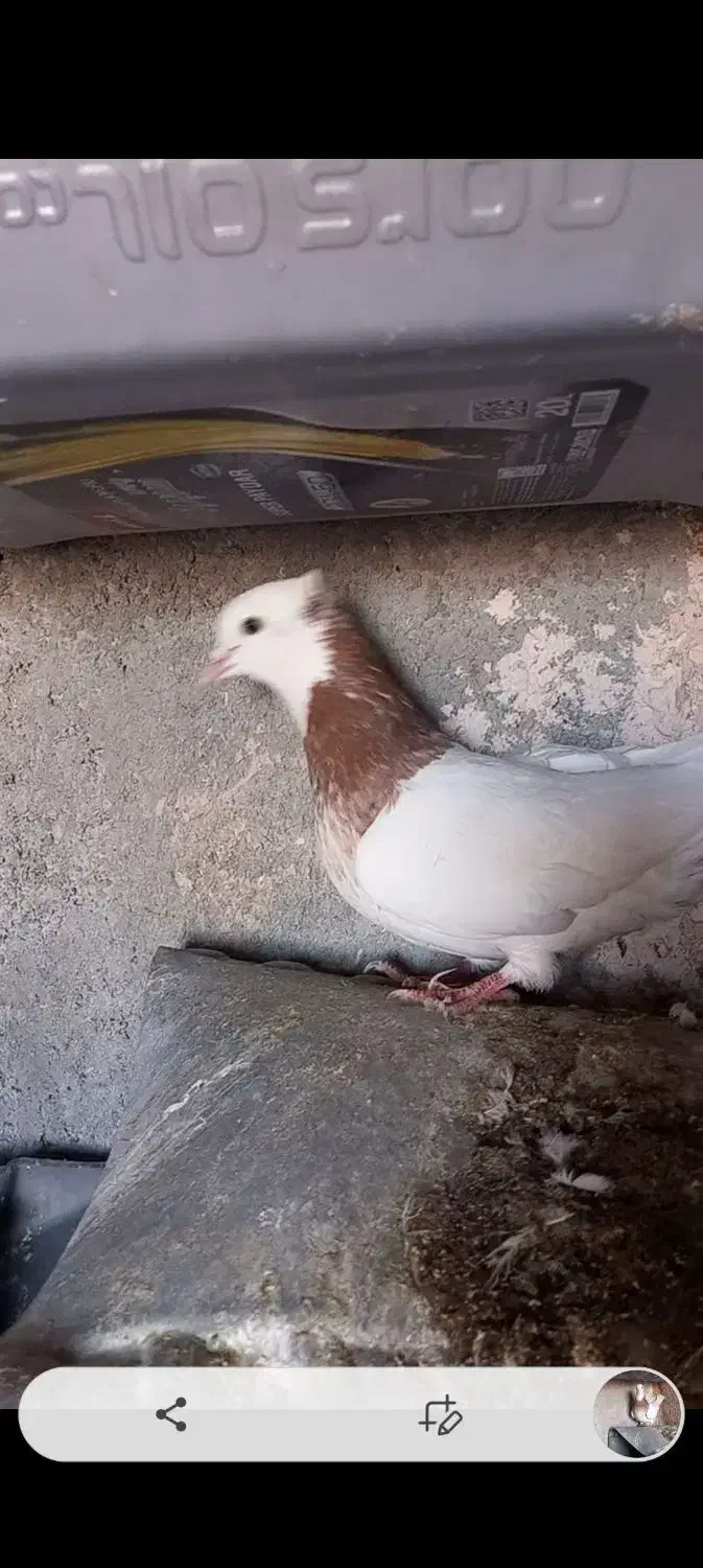 طوقی ماده زات زرین خالدار|پرنده|جوین, |دیوار