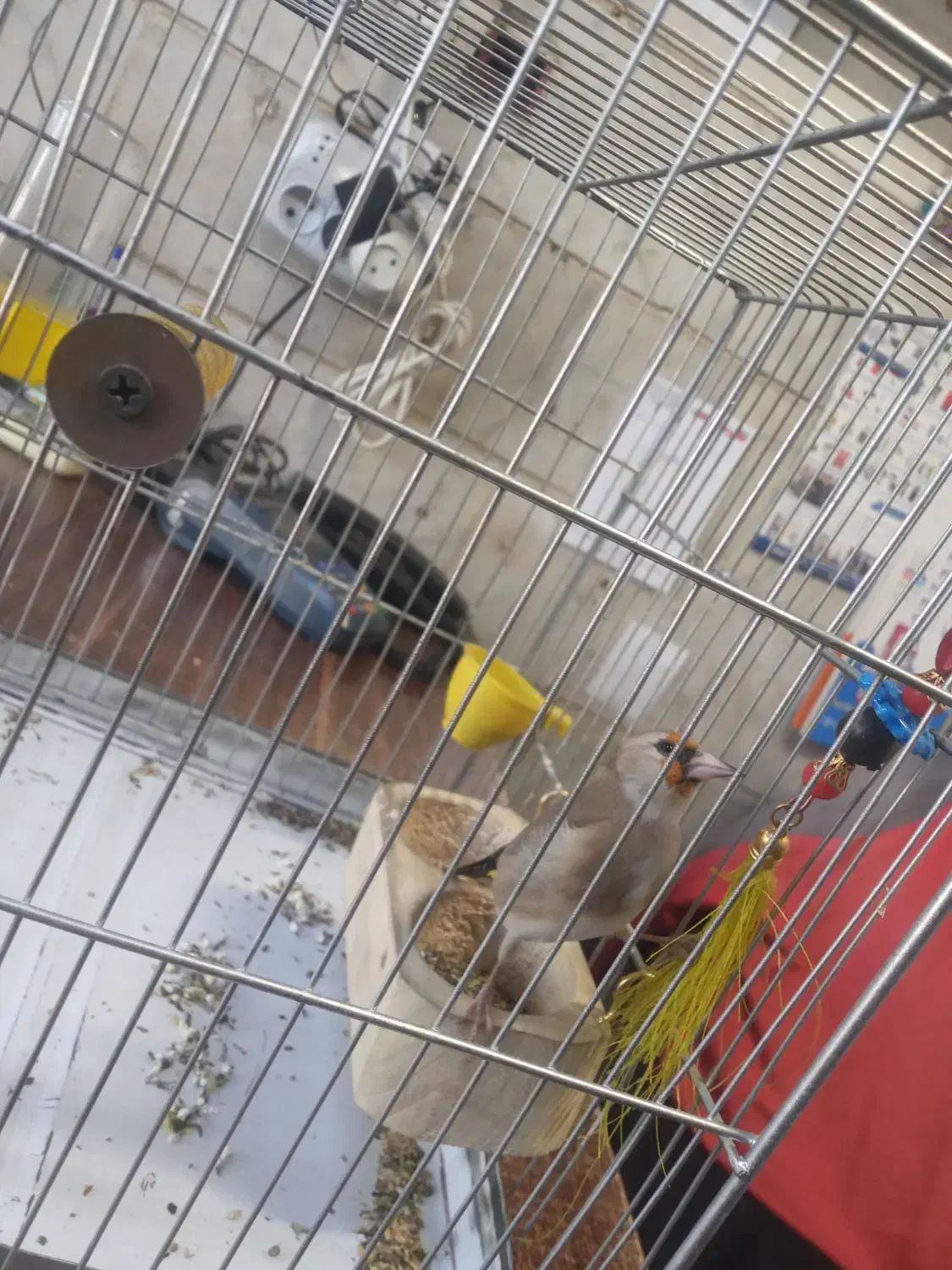 سهره ماده|پرنده|رباط‌کریم, الارد|دیوار