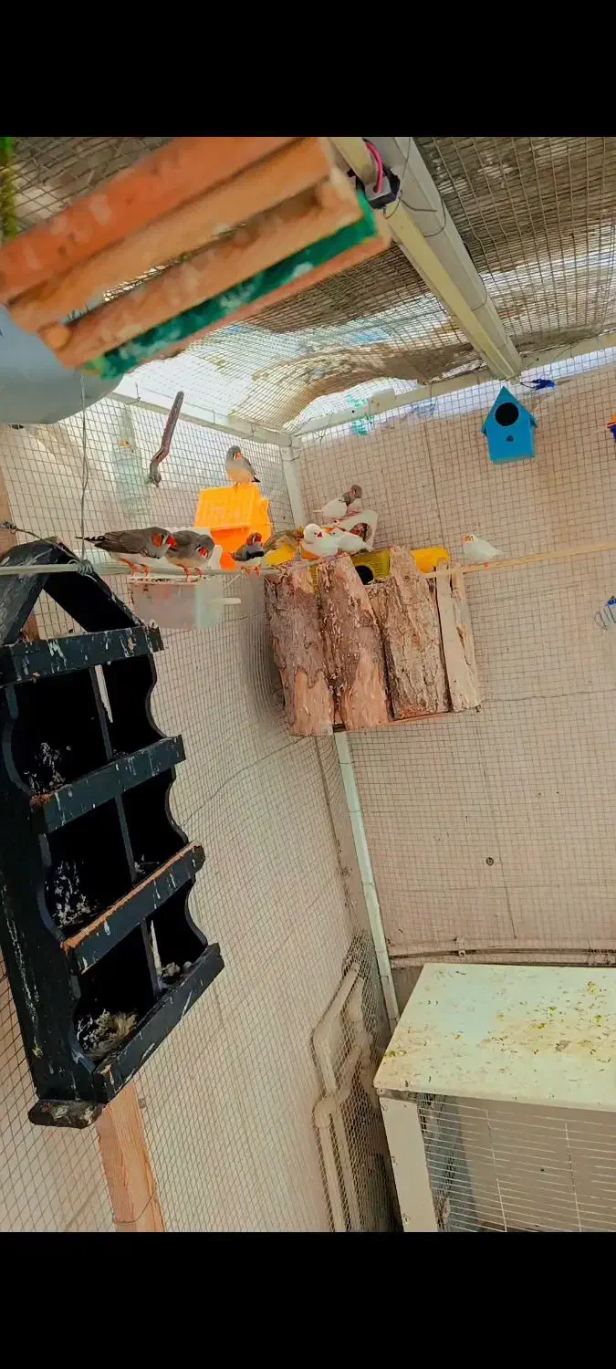 فنچ|پرنده|پارس‌آباد, |دیوار