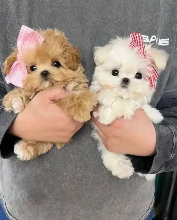 بهترین نژادپاپیون فنجونی آپارتمانی|سگ|اصفهان, خانه اصفهان|دیوار