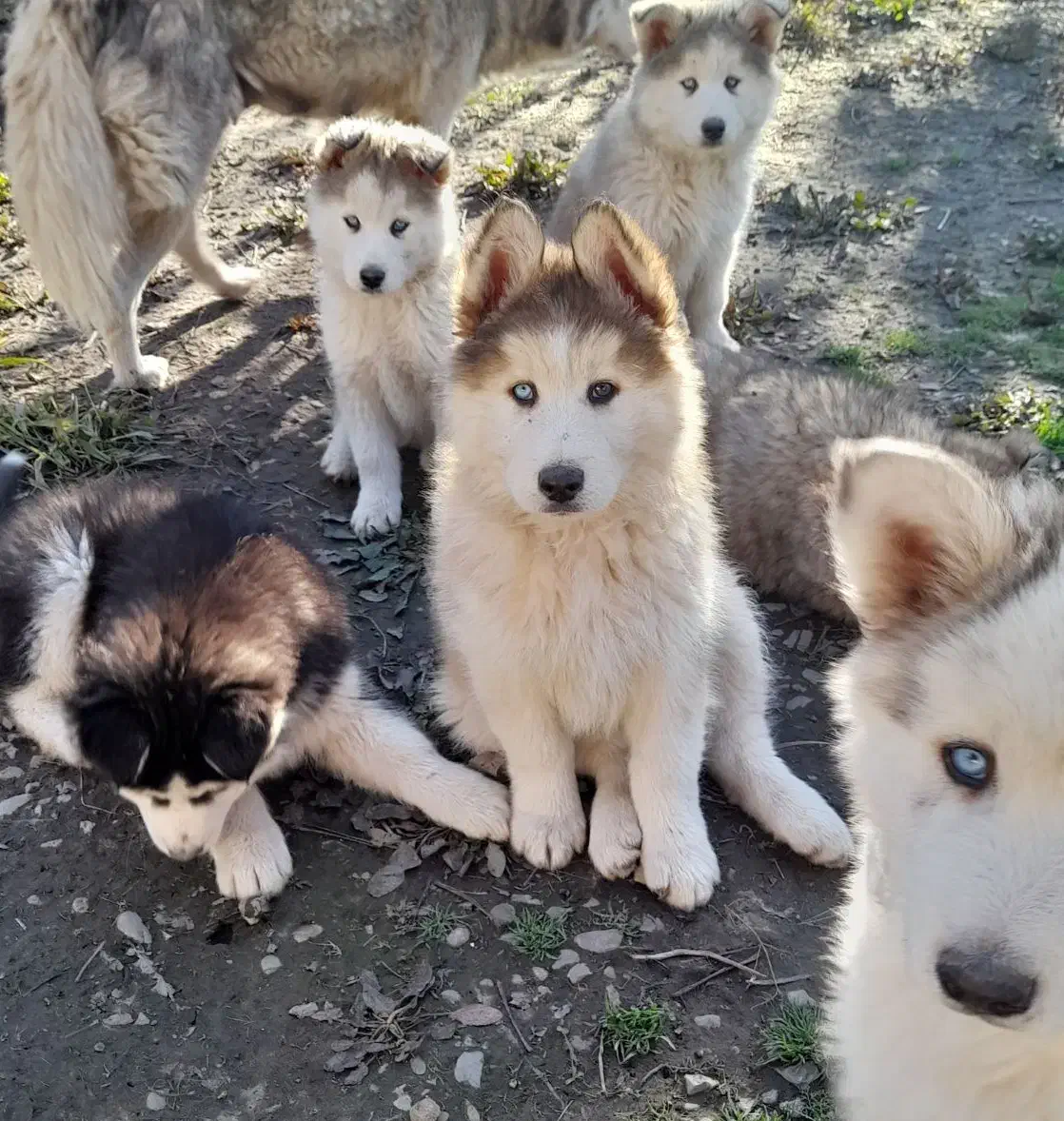 هاسکی|سگ|رشت, حومه رشت|دیوار