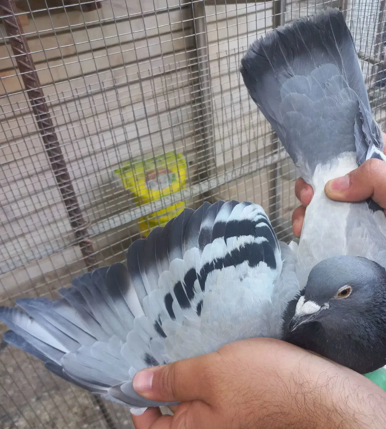 پرنده|پرنده|آبادان, |دیوار