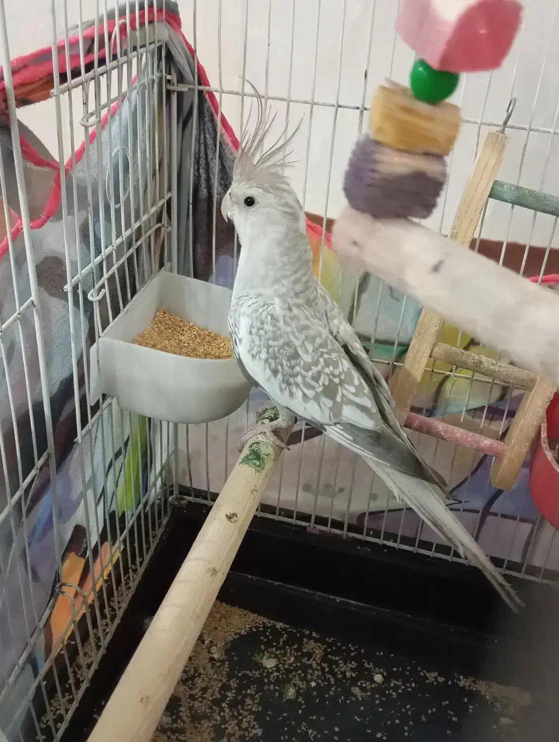 عروس هلندی|پرنده|تاکستان, |دیوار