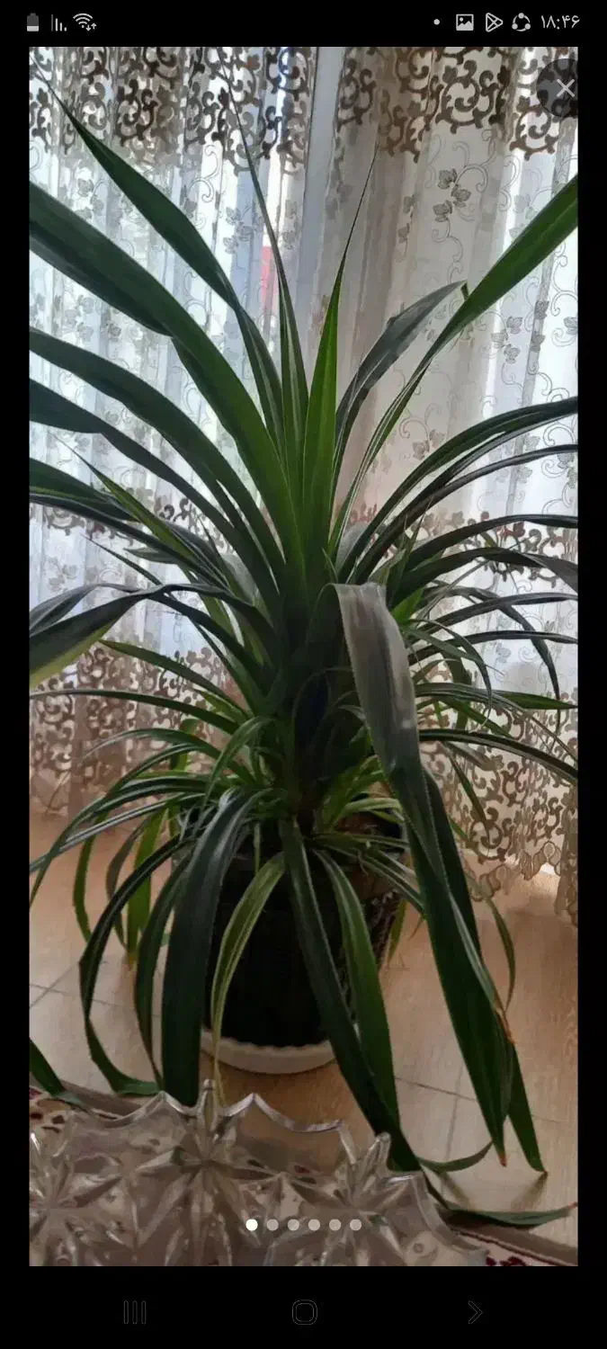 گل مصنوعی|گل مصنوعی|اصفهان, سروستان|دیوار