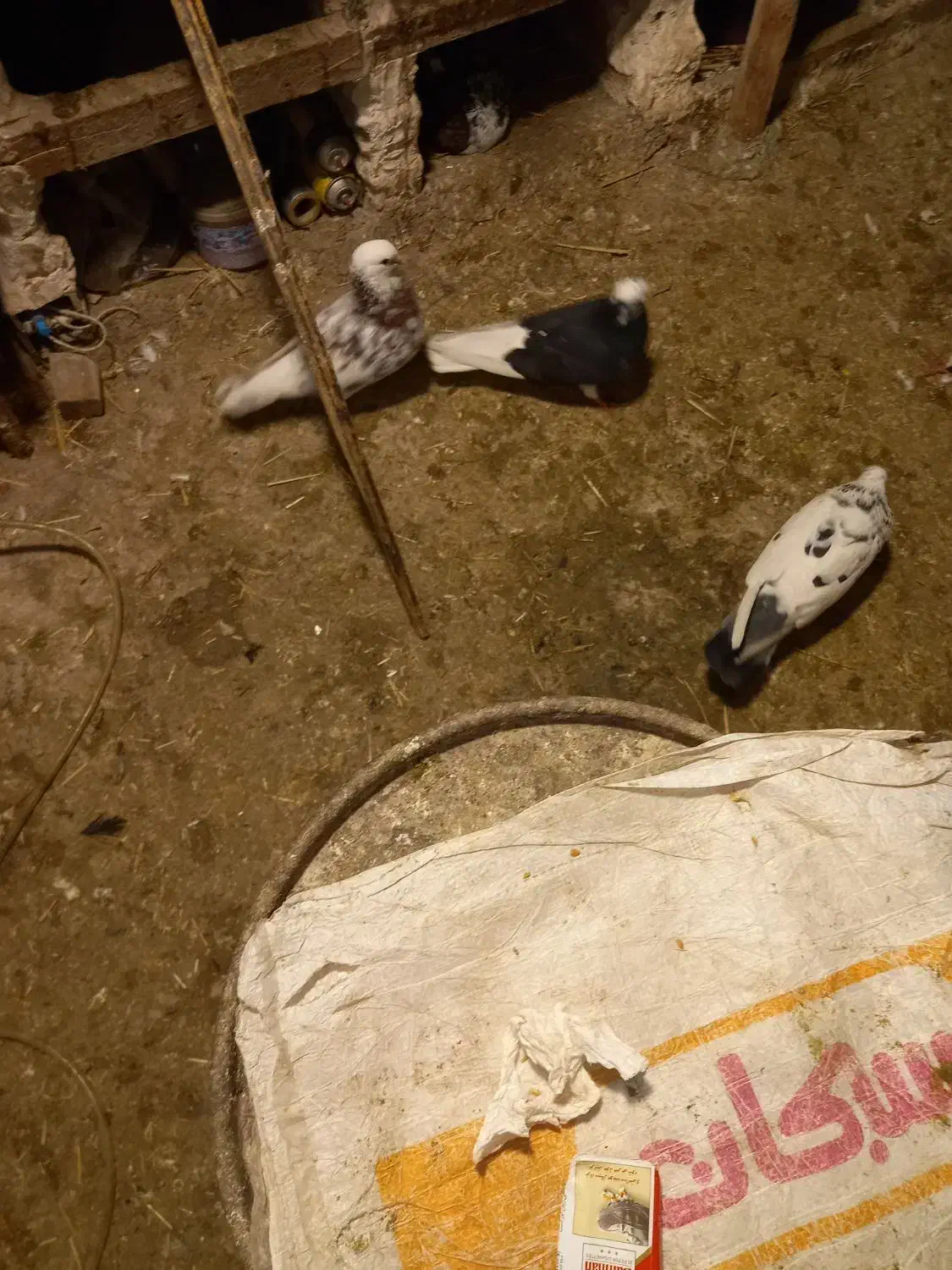 کفتر پرشی|پرنده|سراب, |دیوار