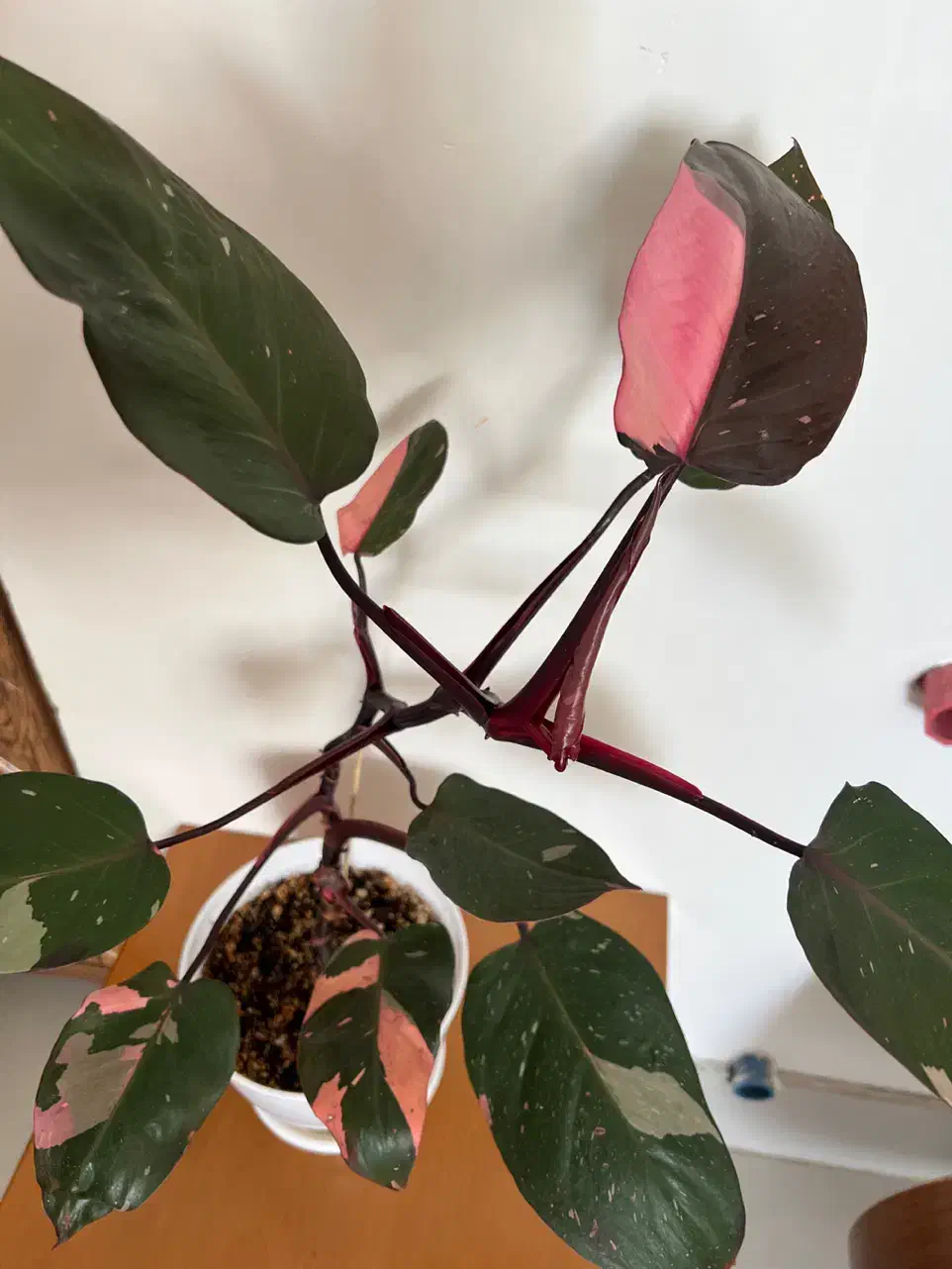 گیاه پینک پرنسس|گل و گیاه طبیعی|شاهرود, |دیوار