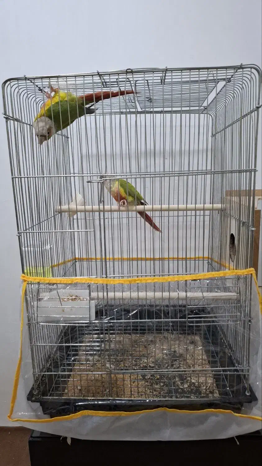 گرینچیک آناناسی رد مولد|پرنده|خوی, |دیوار