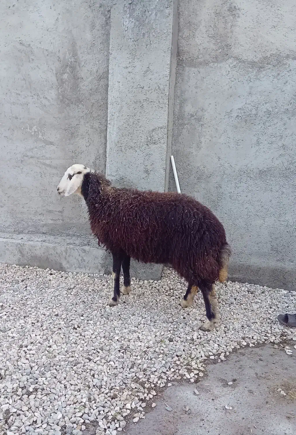 بره قوچ و بره ماده هر دو مال جنس|حیوانات مزرعه|گرگان, |دیوار