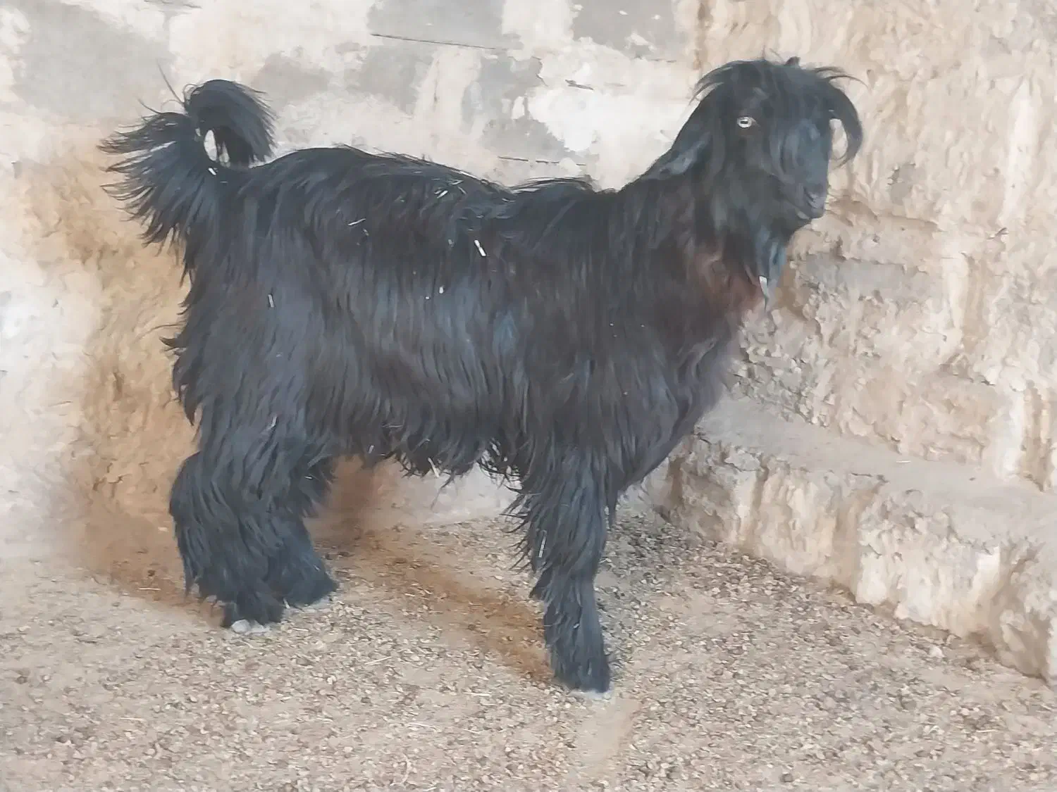 بیگ تخمی|حیوانات مزرعه|ایذه, |دیوار