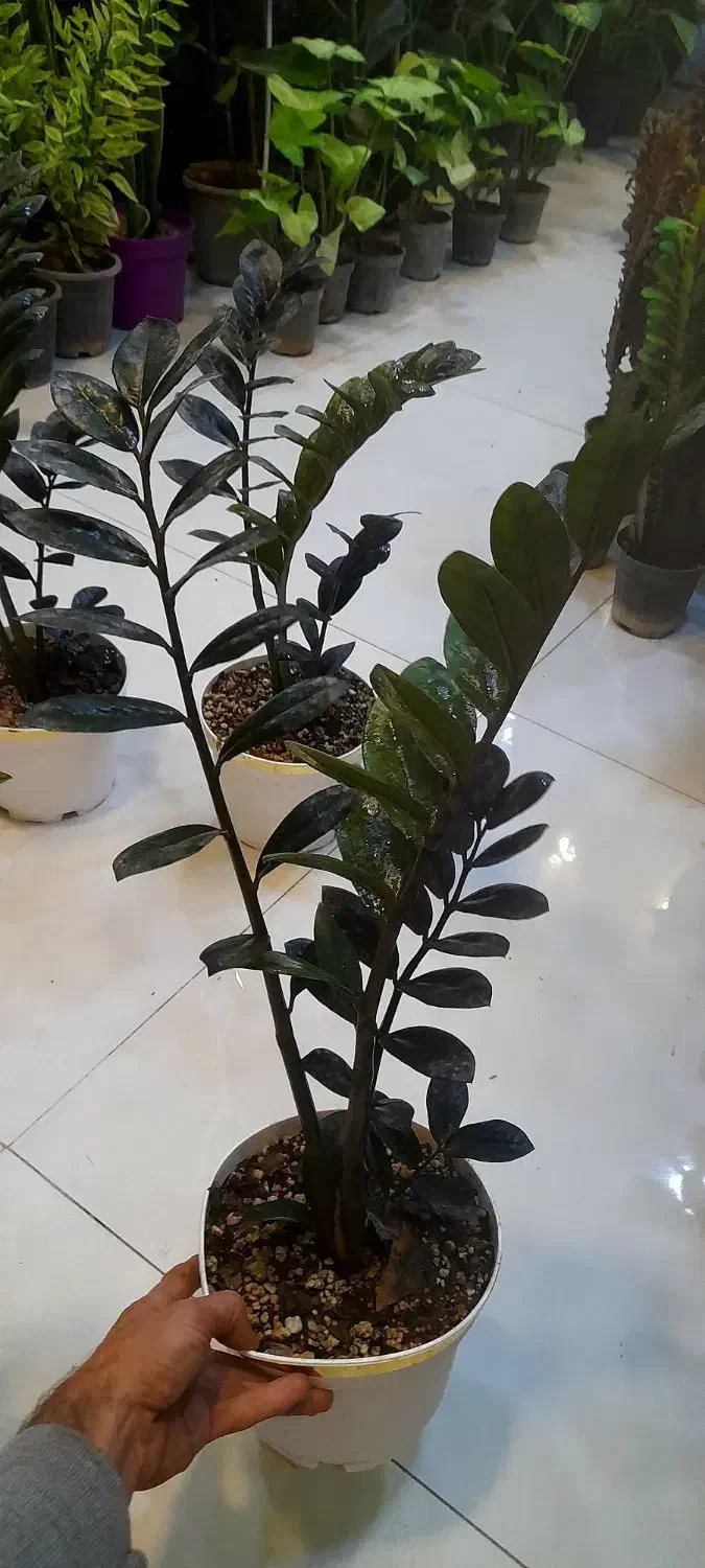 زاموفیلیا بلک سایز درشت با گلدان سفید لبه طلایی|گل و گیاه طبیعی|قم, نیروگاه|دیوار