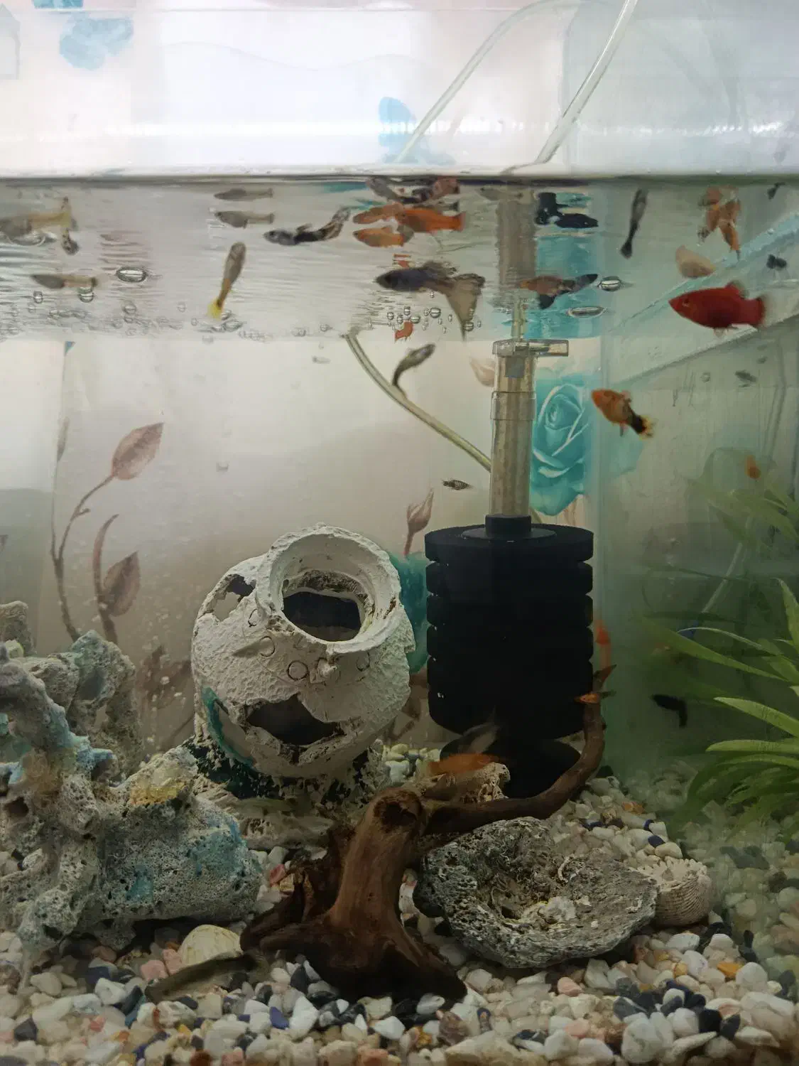 ماهی گوپی و پلاتی|ماهی|شوشتر, |دیوار