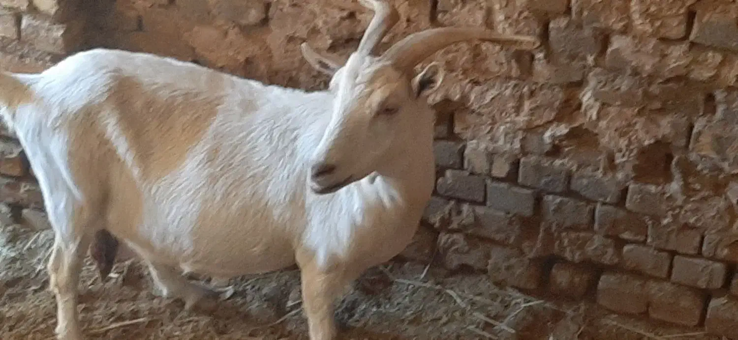 بز سانا ذات شیر آبستن سنگین|حیوانات مزرعه|اردکان, |دیوار