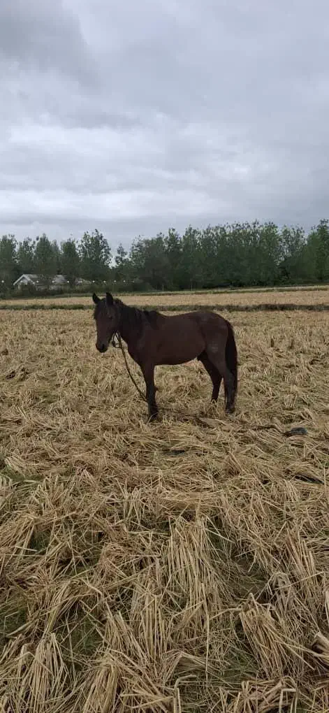 اسب سه ساله بسیار آرام وزیبا|اسب و تجهیزات اسب‌سواری|رشت, حومه رشت|دیوار
