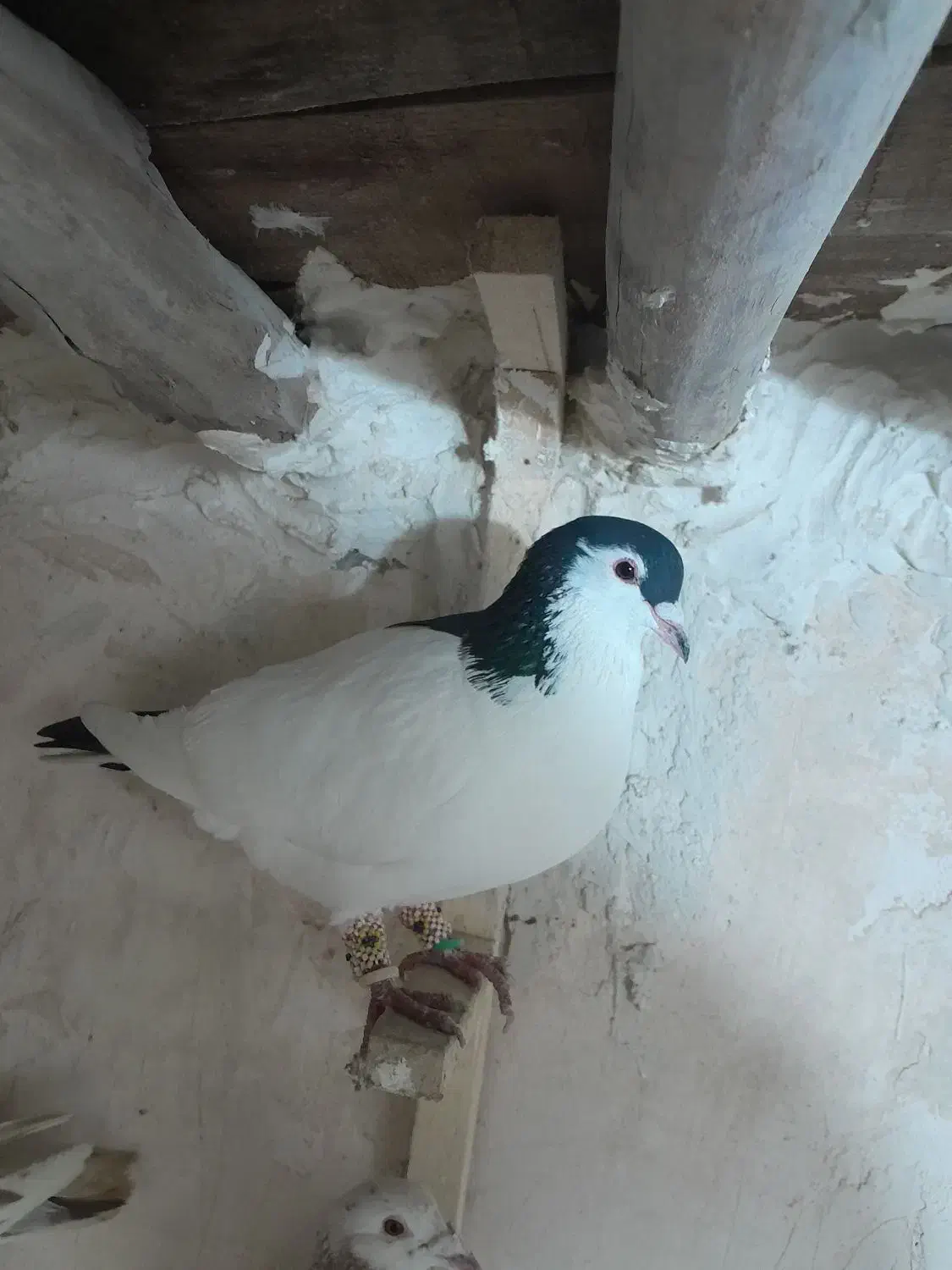 خال دم|پرنده|شیروان (خراسان), |دیوار