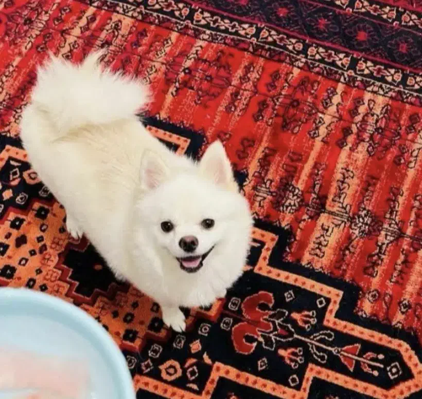 این سگ گمشده|سگ|رفسنجان, |دیوار