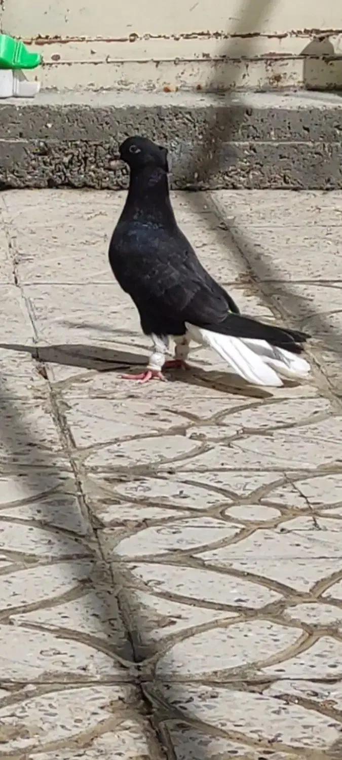 زاغ دم سفید گم شده|پرنده|ایلام, |دیوار