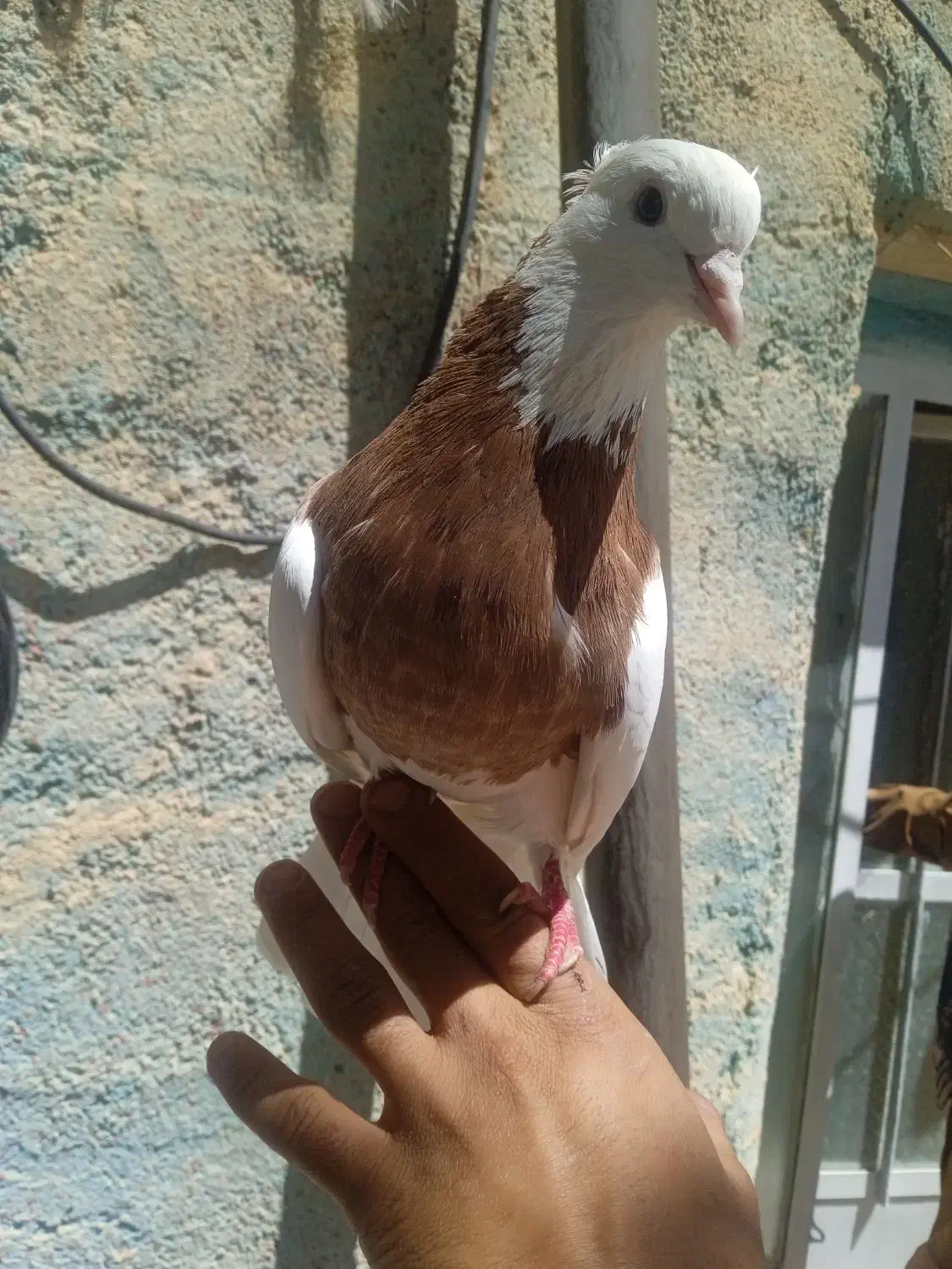 طوقی سرخ خال مشکی|پرنده|سمیرم, |دیوار