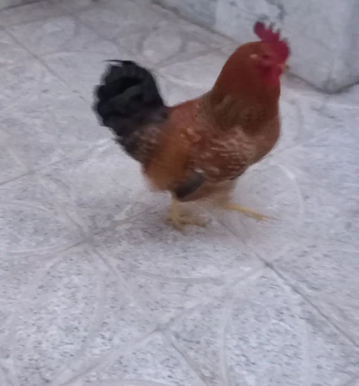 خروس|حیوانات مزرعه|اصفهان, ارداجی|دیوار