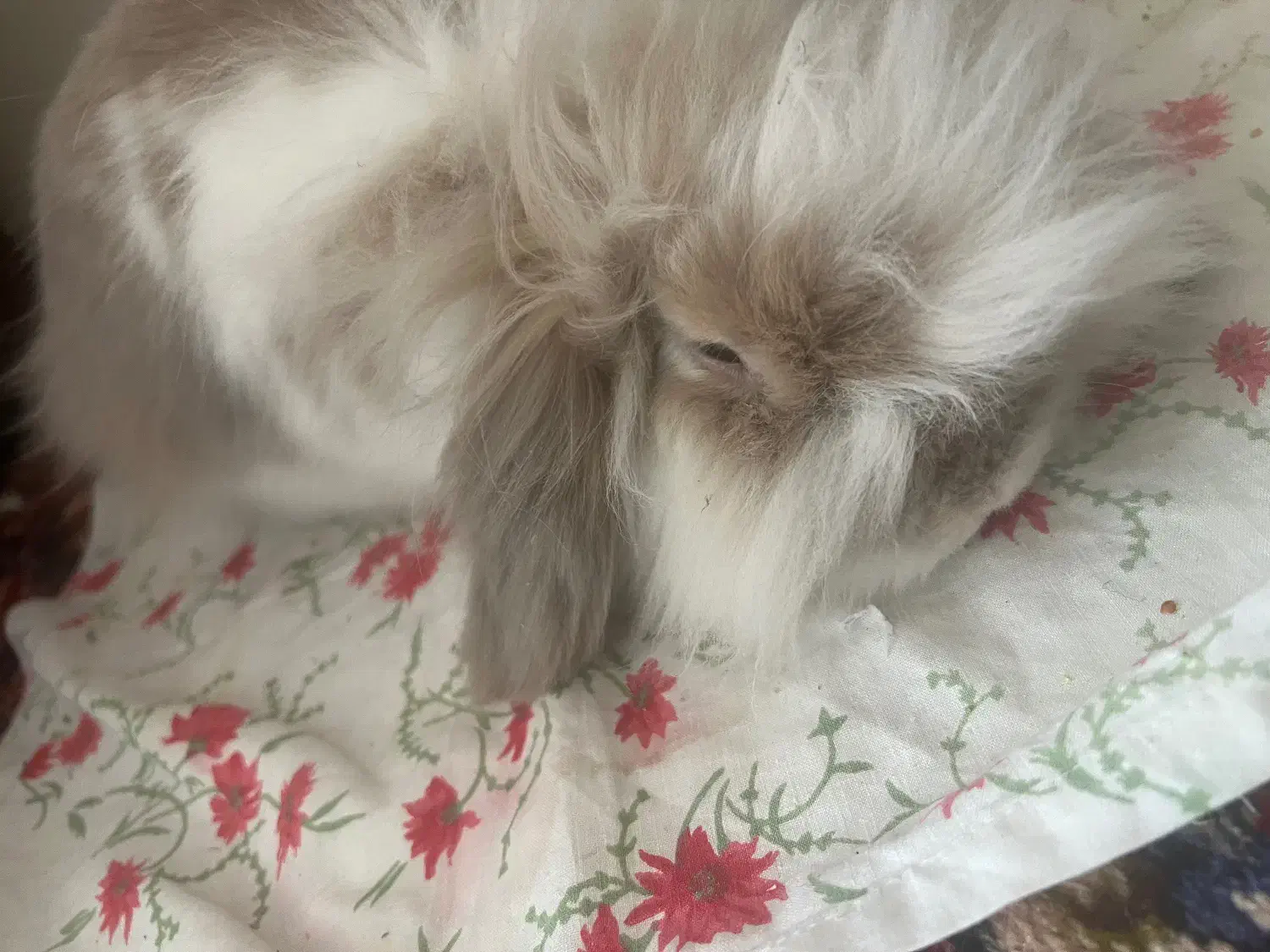 خرگوش لپی|موش و خرگوش|خمینی‌شهر, |دیوار