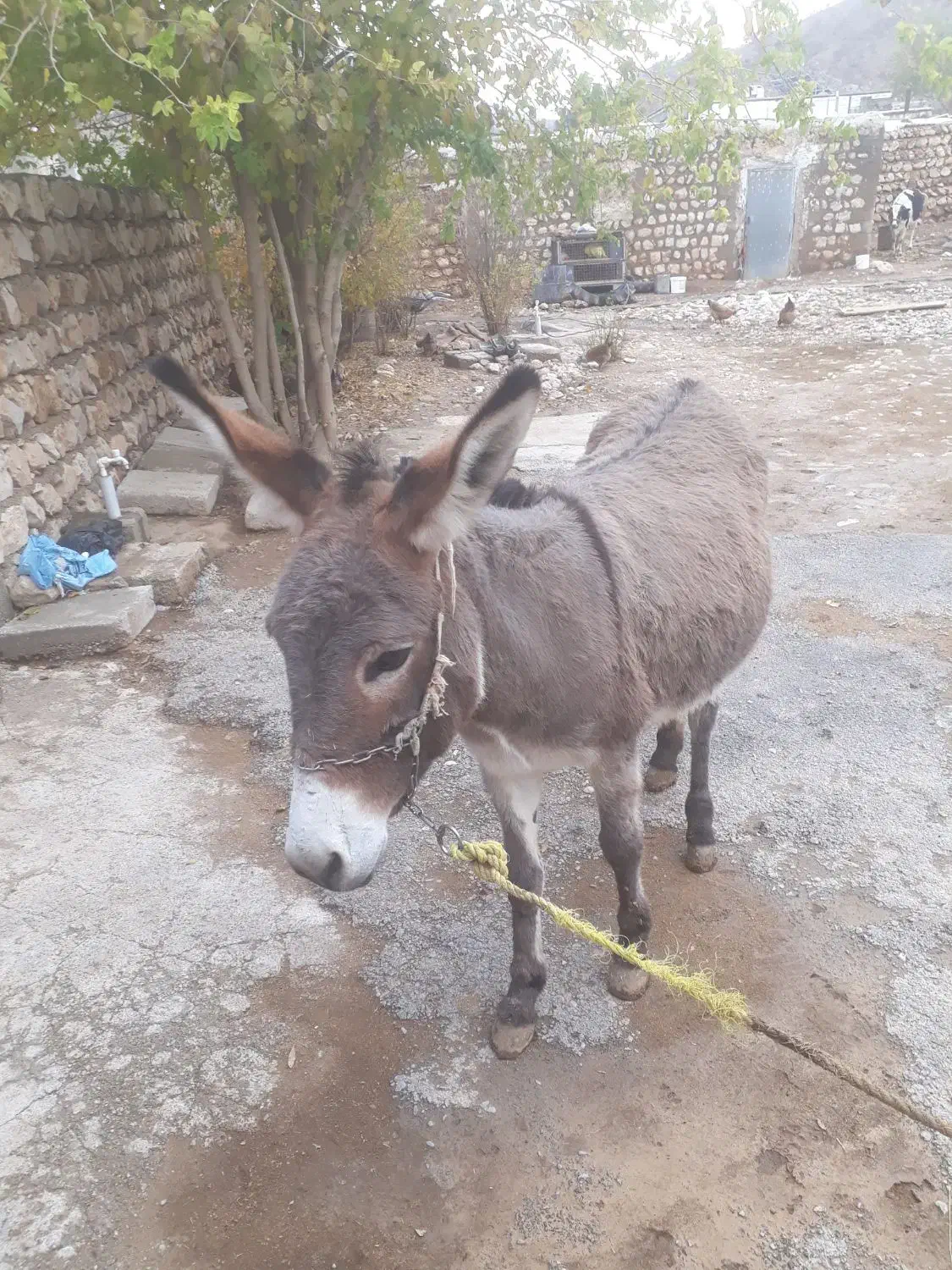 الاغ ماده پنج سال سالم قیمت توافقی|حیوانات مزرعه|سیروان, |دیوار