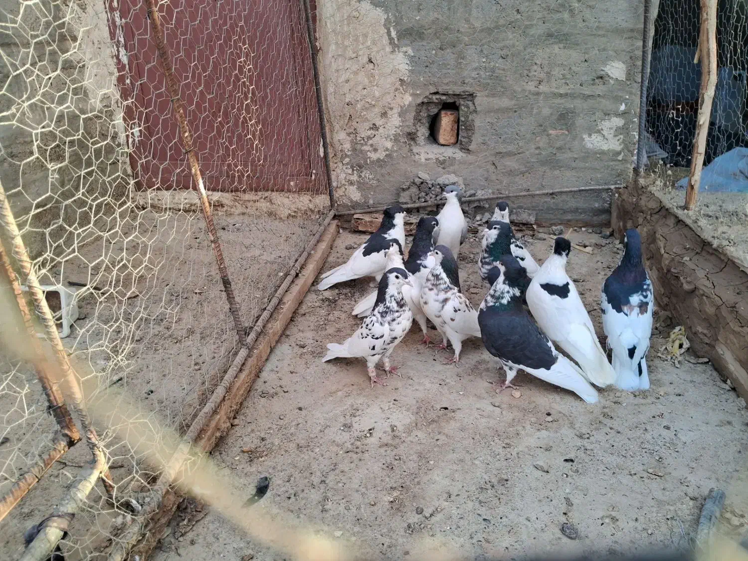 کبوتررنگه|پرنده|زهک, |دیوار