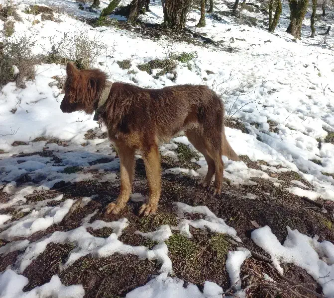 واگذاری سگ نگهبان|سگ|کلاچای, |دیوار
