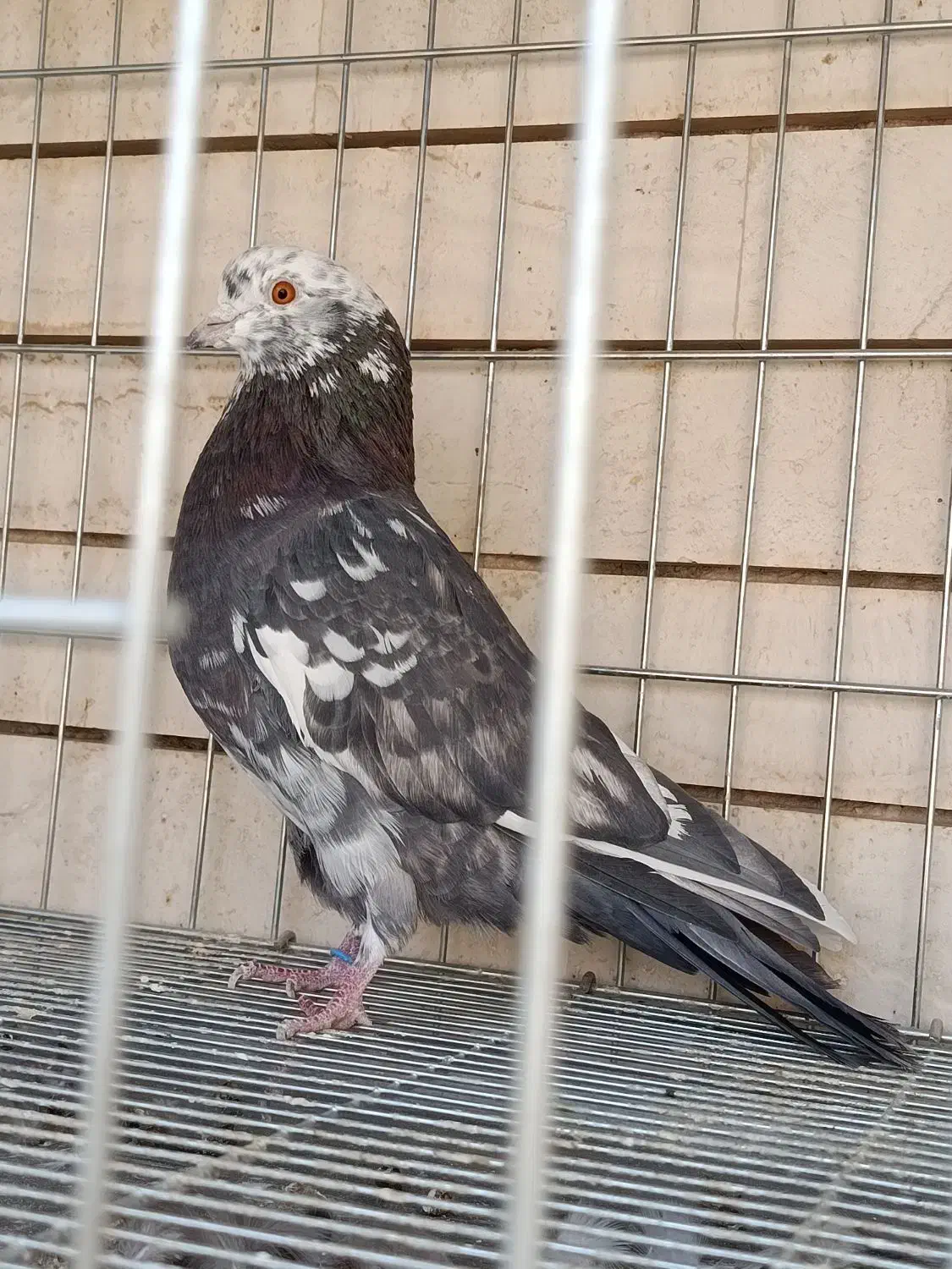 کبوتر|پرنده|کاشان, رسالت|دیوار