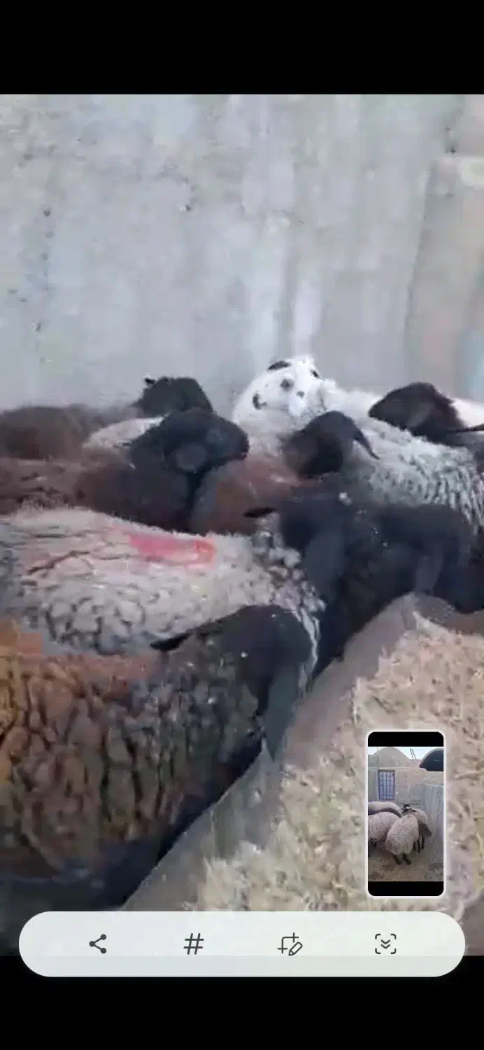 فروش تک و تعداد|حیوانات مزرعه|تهران, مختاری|دیوار