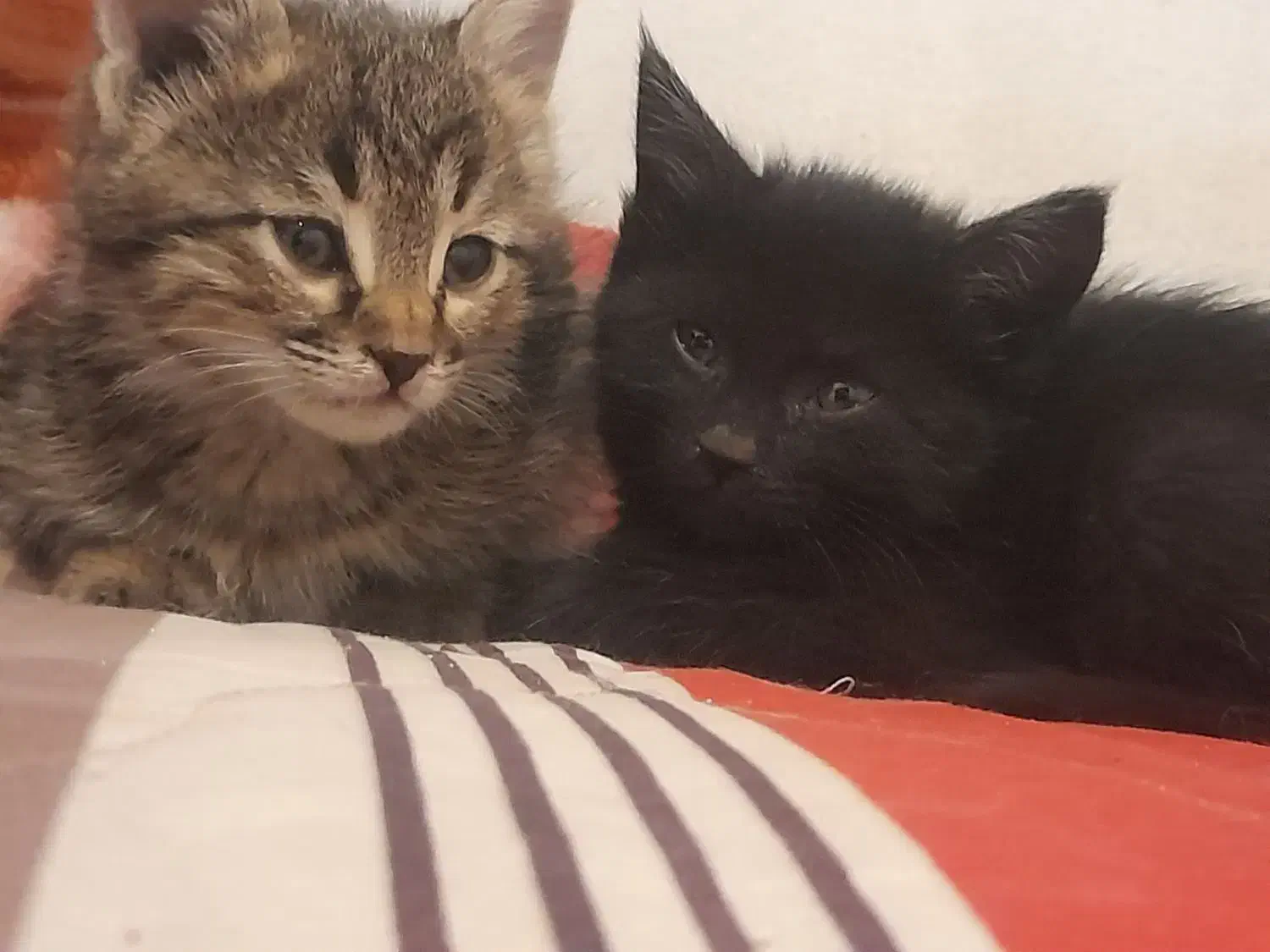 گربه|گربه|صدرا-فارس, فاز ۲|دیوار