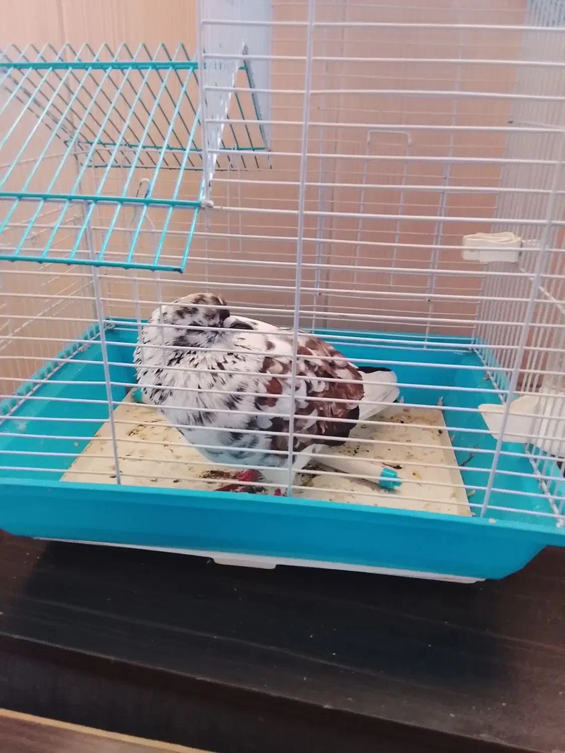 کبوتر بازی گوش قیمت 400هزار|پرنده|صومعه‌سرا, |دیوار