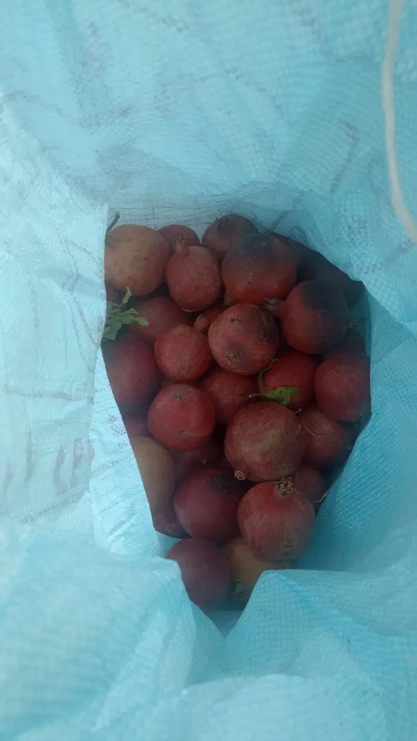 فروش انار شیرین|حراج|یزد, |دیوار