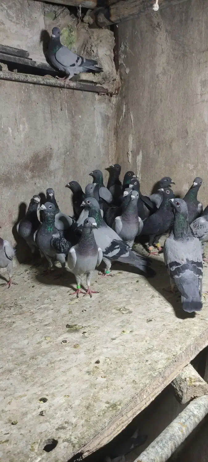 کفتر هوایی جوون|پرنده|شیراز, دارالرحمه|دیوار