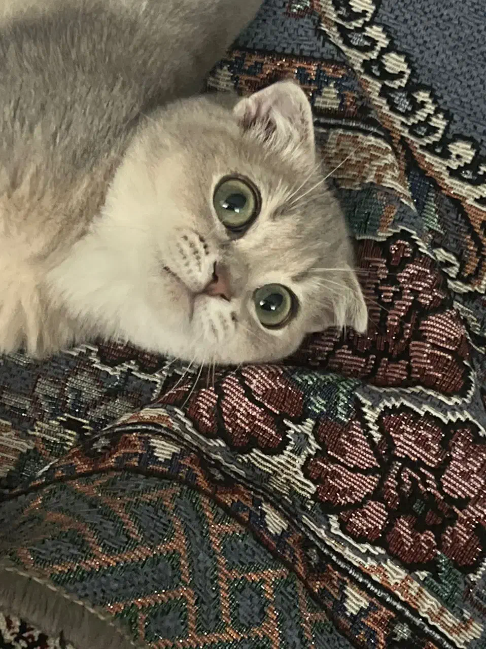 حیوان|لوازم جانبی حیوانات|مشهد, خرمشهر|دیوار