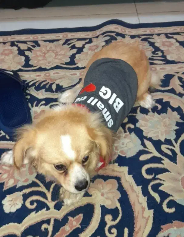 سگ اشپیتز پامر|سگ|اسلامشهر, شهرک قائمیه|دیوار