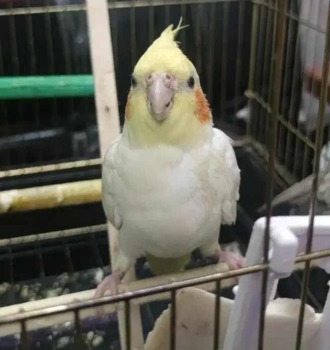 عروس هلندی ماده لوتینو|پرنده|تهران, وصفنارد|دیوار