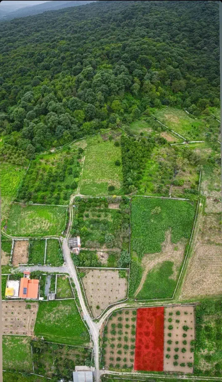 ۵۰۰میلیون/۲۵۰متری منطقه نعمت اباد پلاک جنگلی|فروش زمین و ملک کلنگی|چمستان, |دیوار