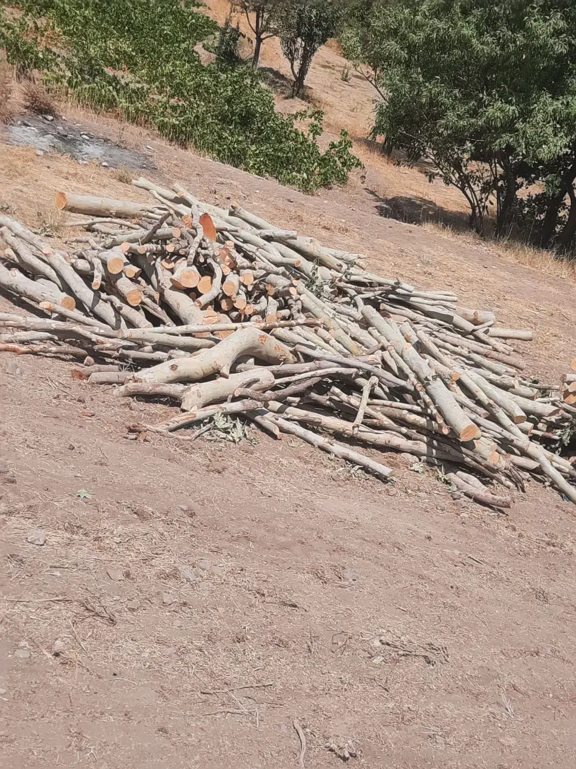 خریدار چوب درخت با بالاترین قیمت نقد نقد درمحل شما|خدمات باغبانی و درختکاری|سنقر, |دیوار