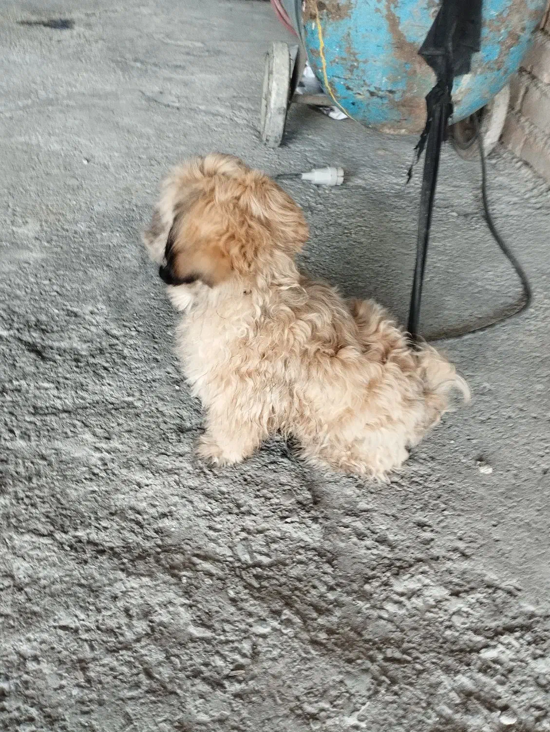 سگ شیتزو|سگ|باغستان, |دیوار